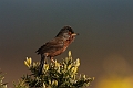 Dartford warbler